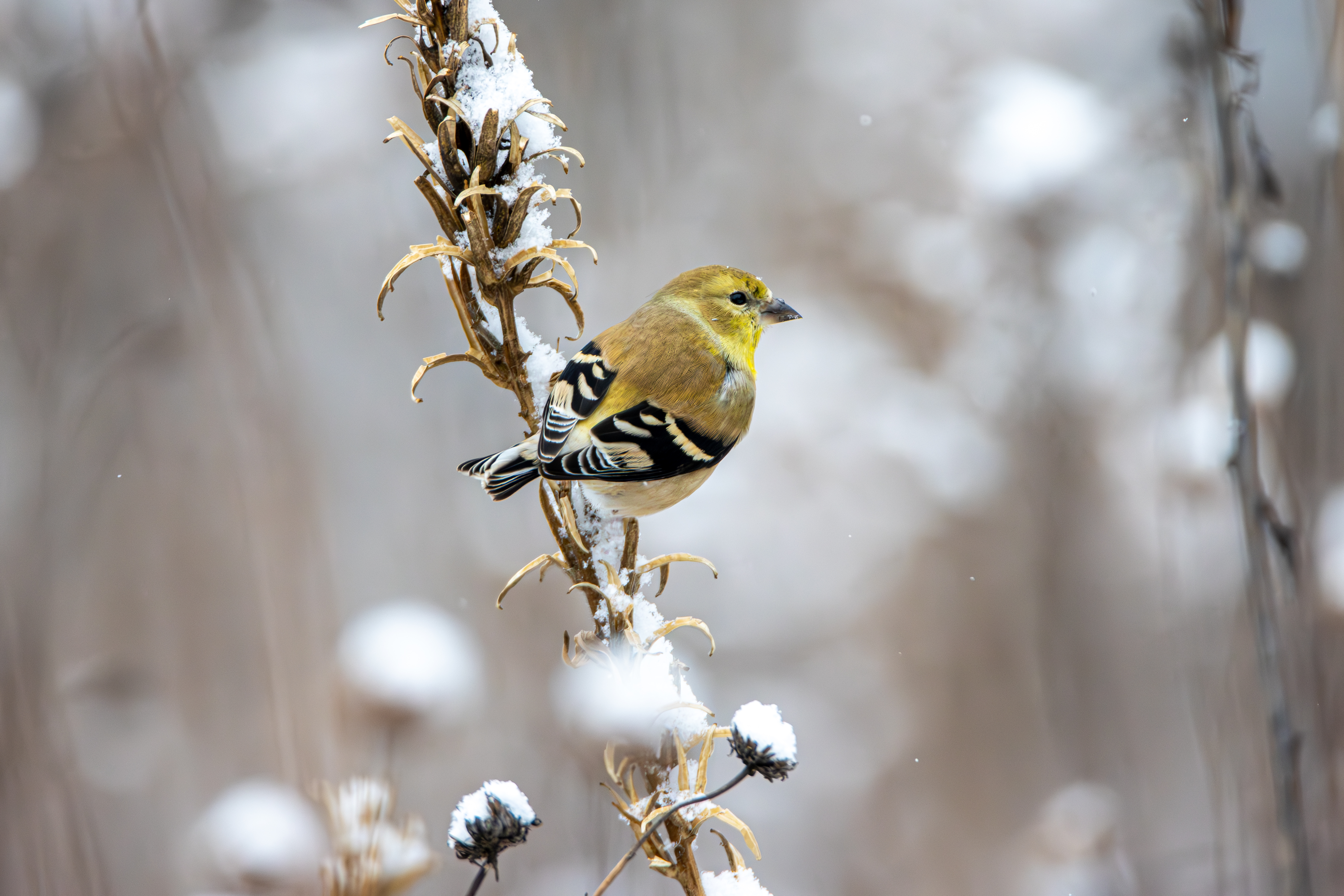 Goldfinch perching on a stalk